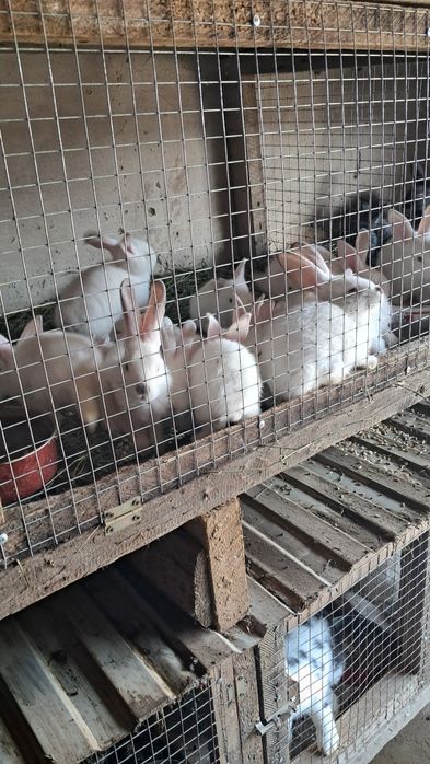 Көжектер мен Қояндар сатылады