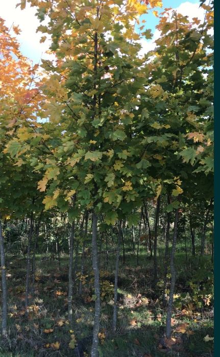 Paltin de munte, paltin verde, paltin de camp