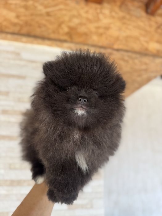 Померан bear face