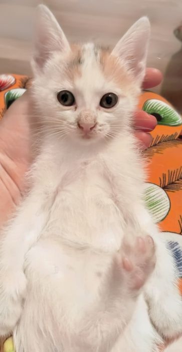Отдам котят в хорошие руки