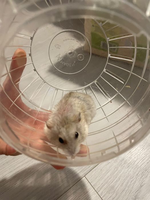 Pereche 2 Hamsteri Pitici + Cușcă