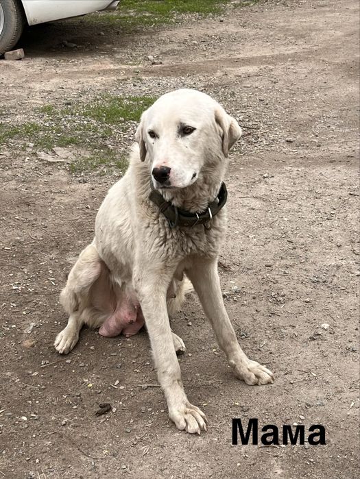 Щенята белые (отдам в добрые руки)