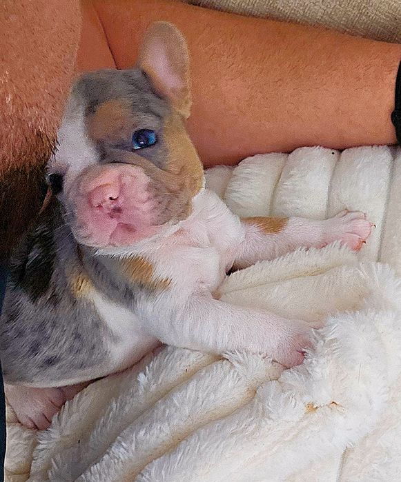 Bulldog francez 4 culori