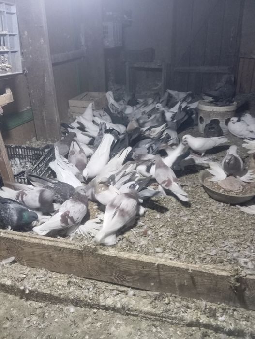 Продам голубей бакинцев