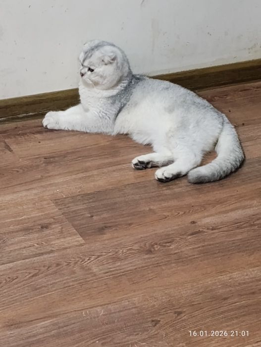 Vyazkaga (juftlash uchun) zotli mushuk