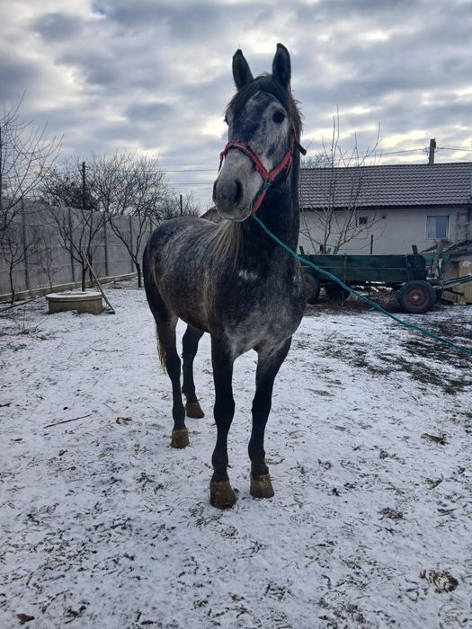 Mânz semigreu și armăsar lipițan