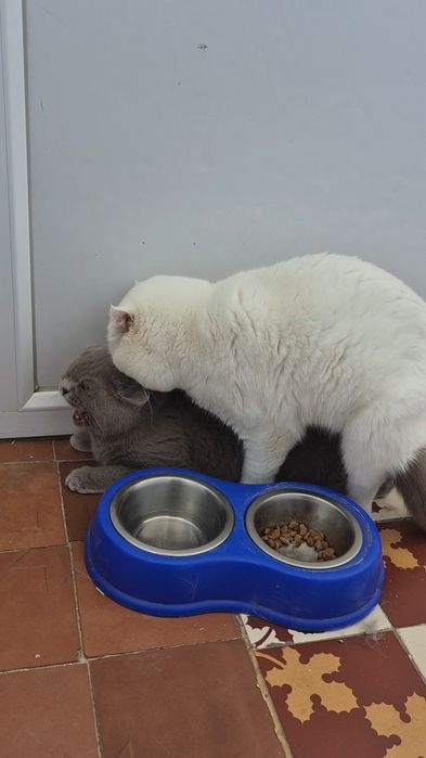 Вязка кот шотландский вислоухий
