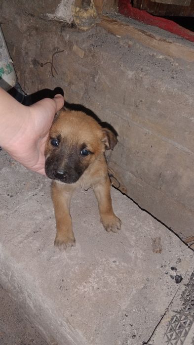 Продам щенка бельгиской овчарки