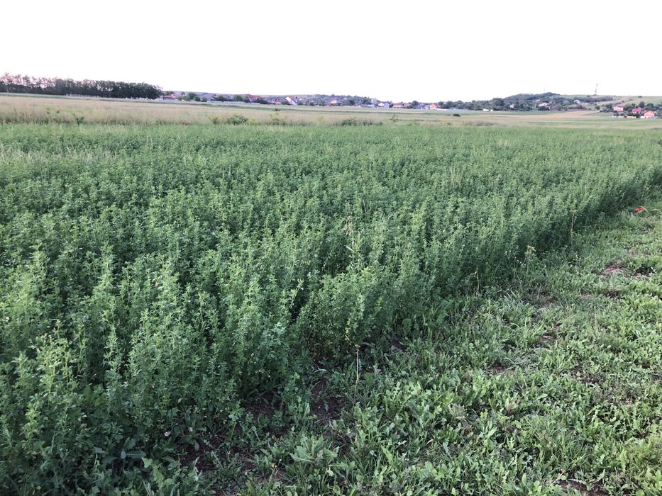 Vand baloti lucerna curata  /. Am si lucerna cu iarba