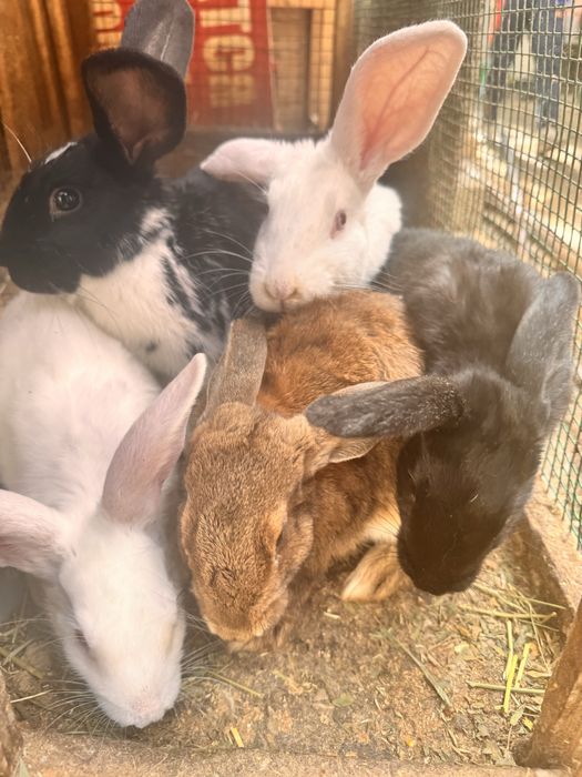 Quyonlar har xil parodiyadagi