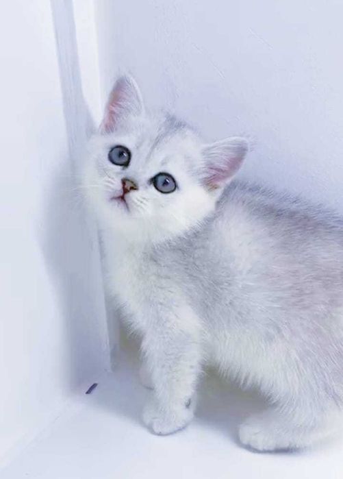 бриташки очаровашки