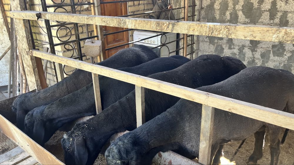 Продаются 4 кучкара