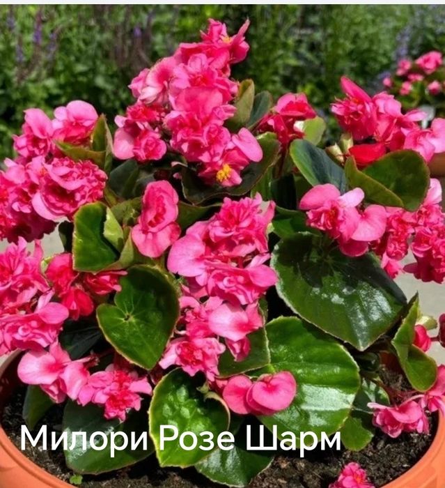 Вечноцветущие бегонии