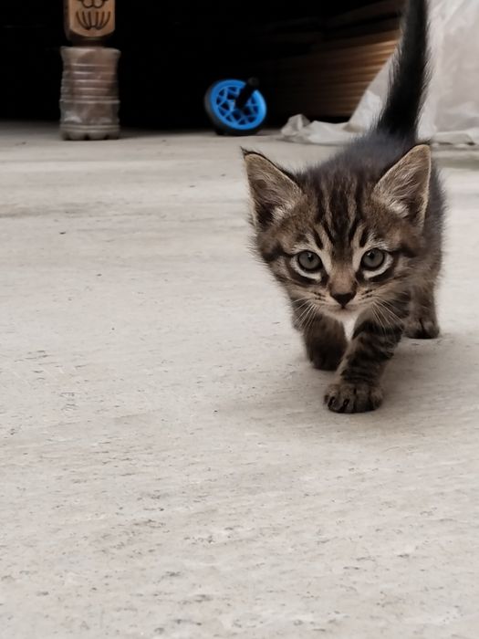 Табби котенок/ Tabbi mushukcha