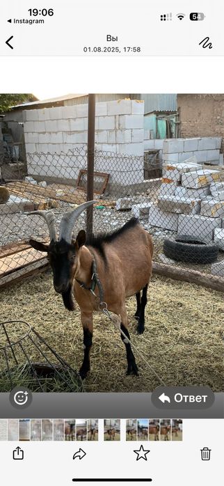 Алпі теке сатылады