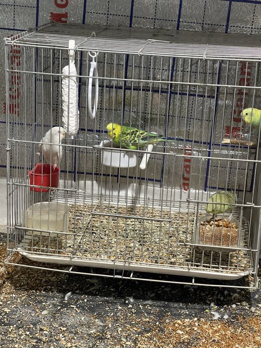 Papugay toʻti kanareyka srochno