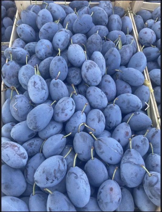 Vand prune de comsum cal 1
