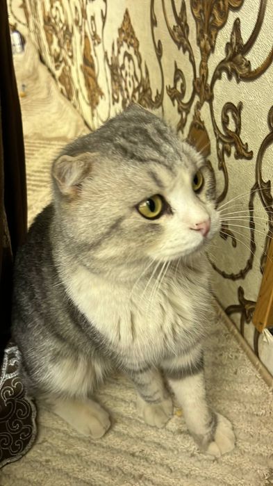 Шотландский кот вислоухий