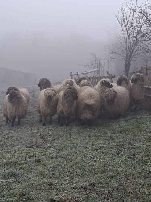 De vanzare 12 oi si un berbecut