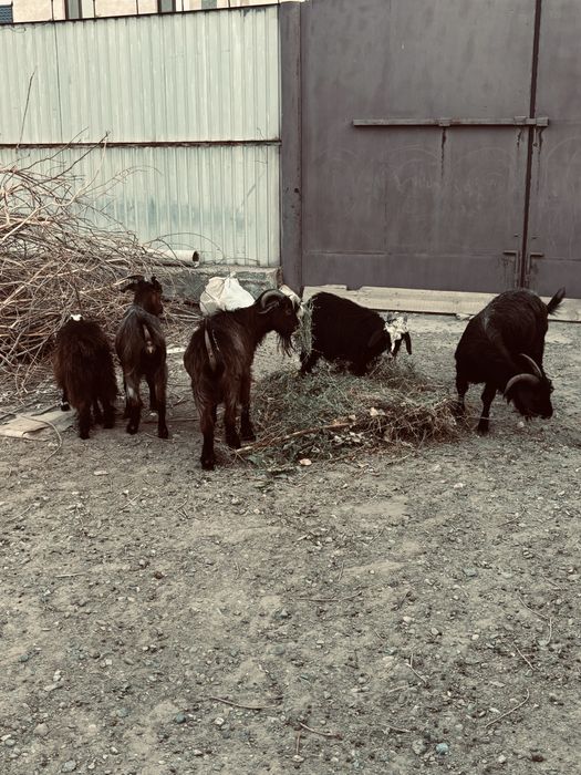 Қазақы Ешкі сатылады