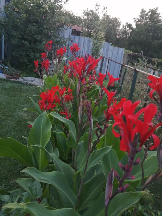 Грудки от червена кана