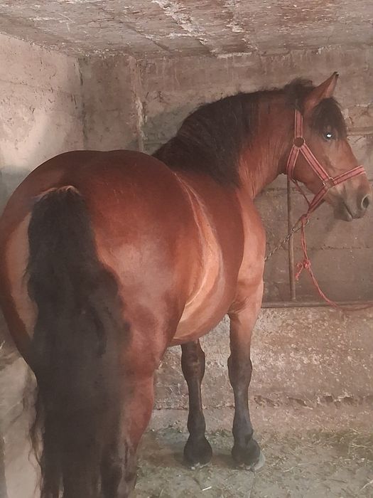Vând manza de 3 ani