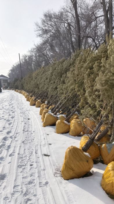 Обычные сосны для дома