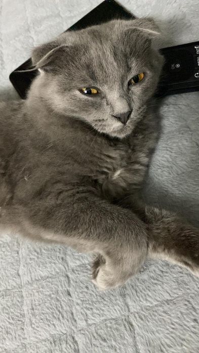 Отдам котёнка в хорошие руки