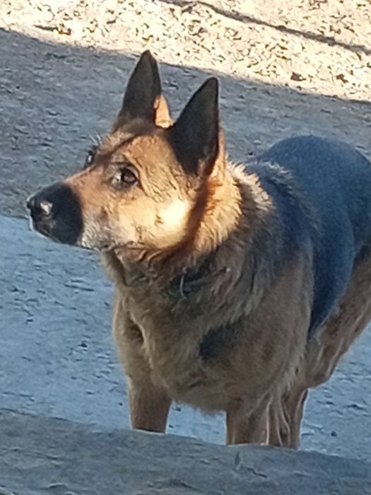 Гарартия немыс овчарка