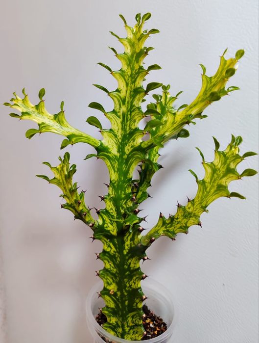 Эуфорбия Lactea Variegara