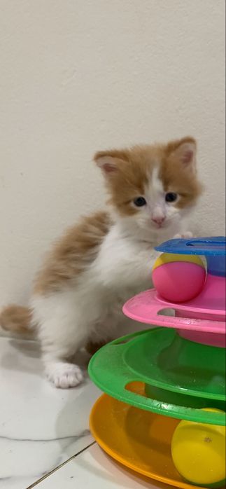 малышка мейнкун (девочка) с родословной