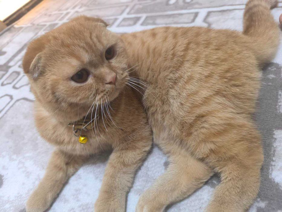 Продаётся Кошка мужик