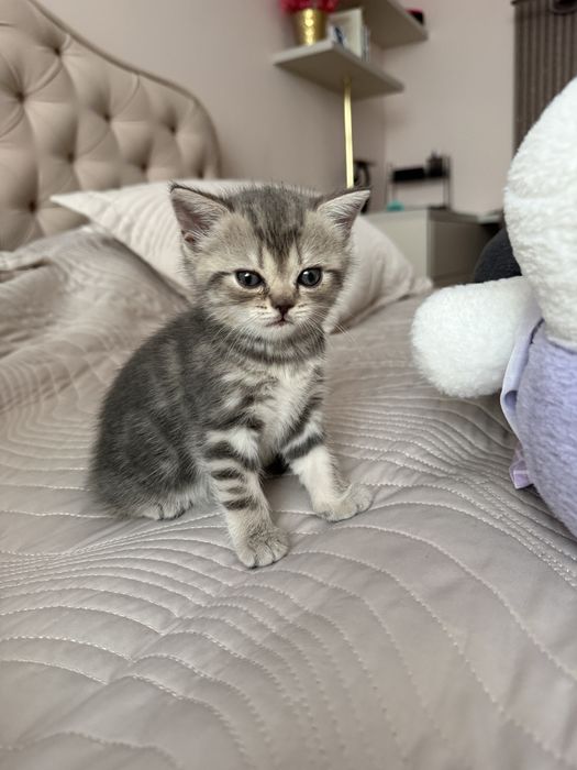 Отдаём котёнка шотландку в хорошие руки