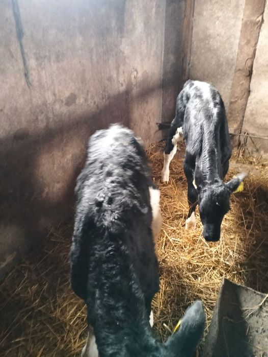 Vand 2 tauras baltat