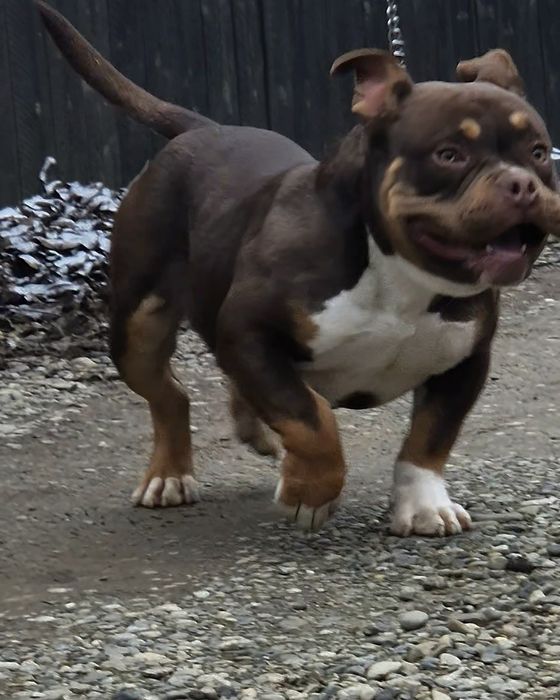 Mascul American Bully cu pedigree ABKC