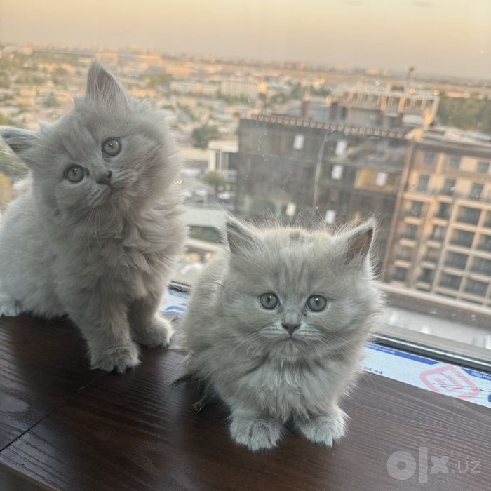 Британские котята чистокровные