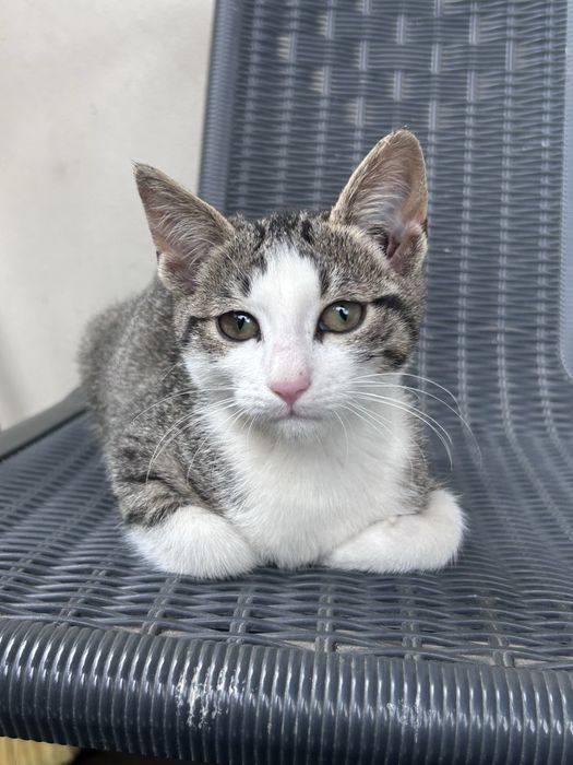 Pui de pisică spre adopție