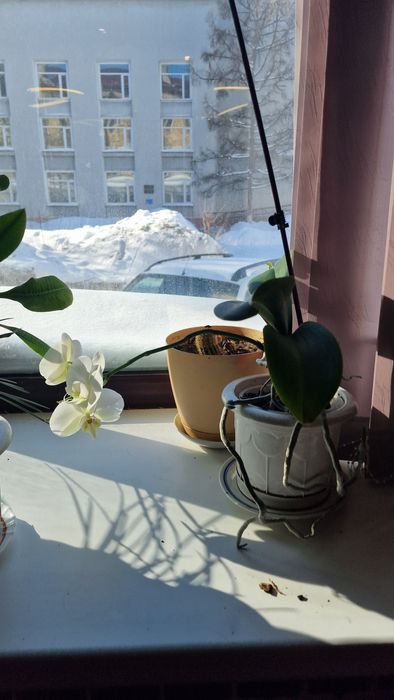 Продаю цветы различные