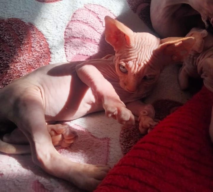 Канадский сфинкс