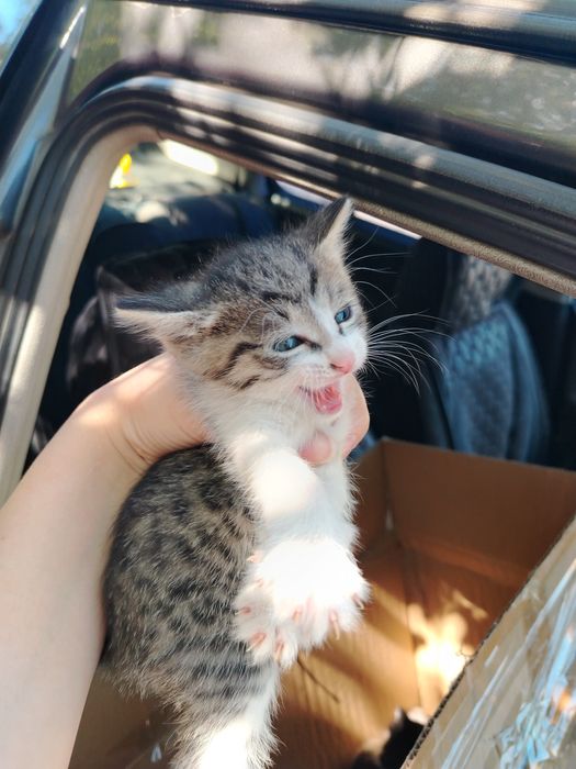 Отдам котят в добрые руки