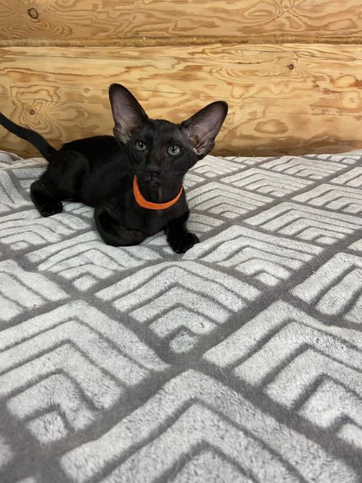 Ориентальные котята экстримального современного типа