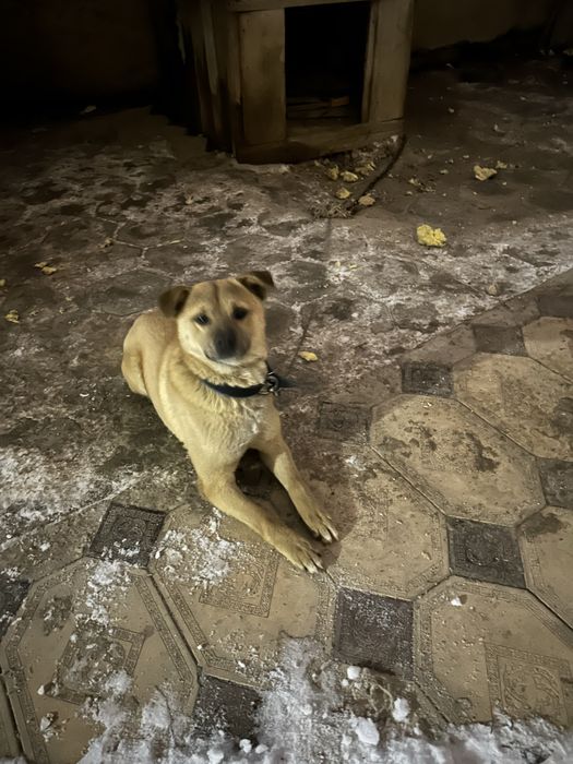 Бесплатно кушик, ит бар