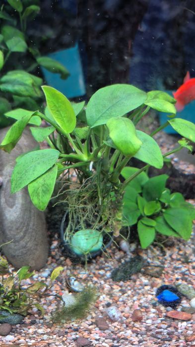 Аквариумные растения анубиас бартера