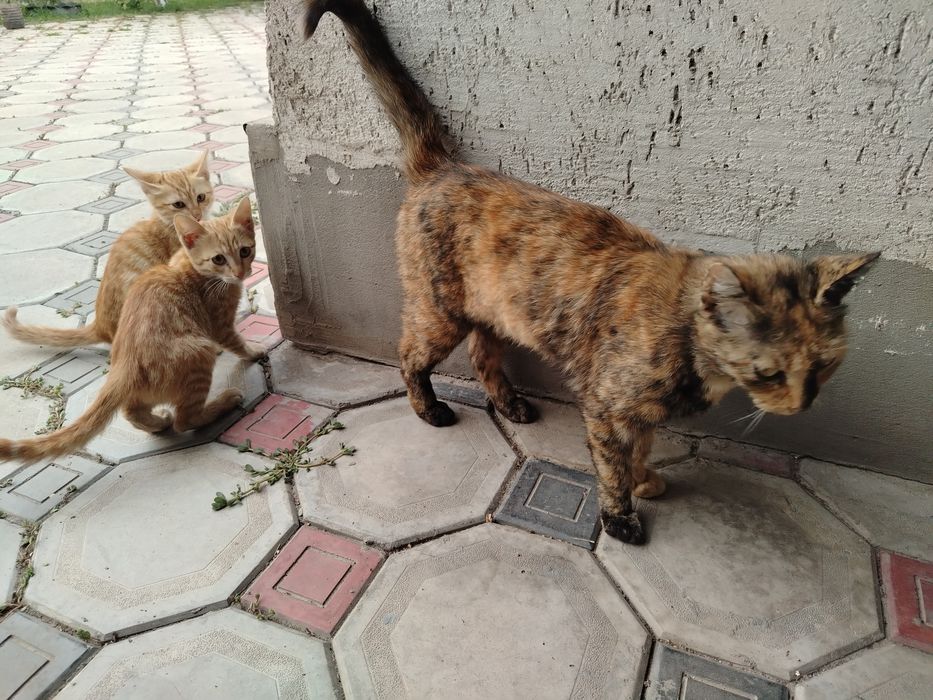 Отдам котят бесплатно