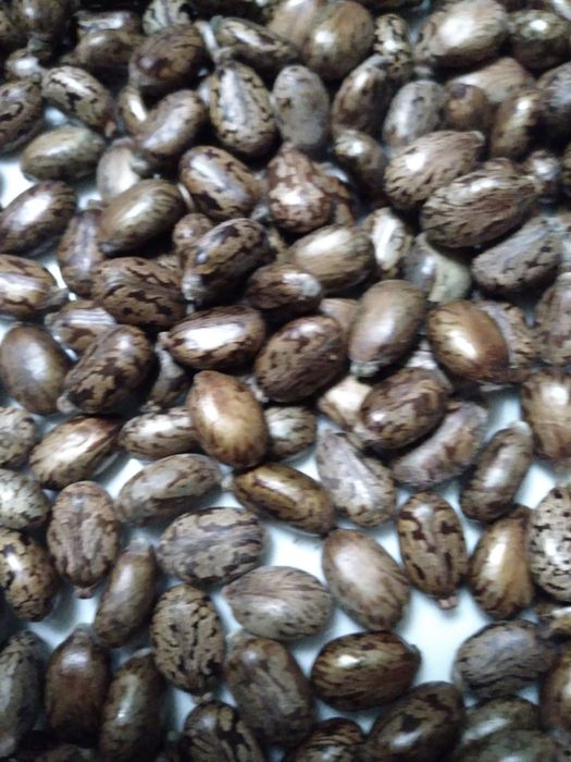 Seminte de ricin ornamental