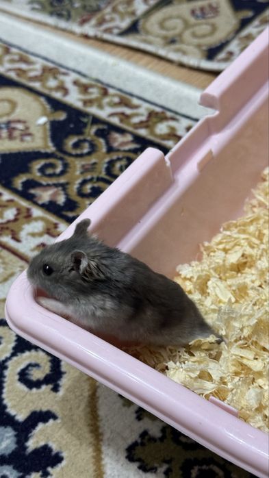 ПРОДАМ хомяк с клеткой