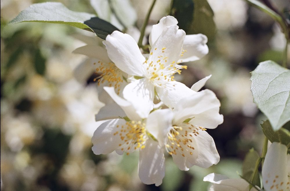 Фотоапарат CHINON CS. По договаряне.