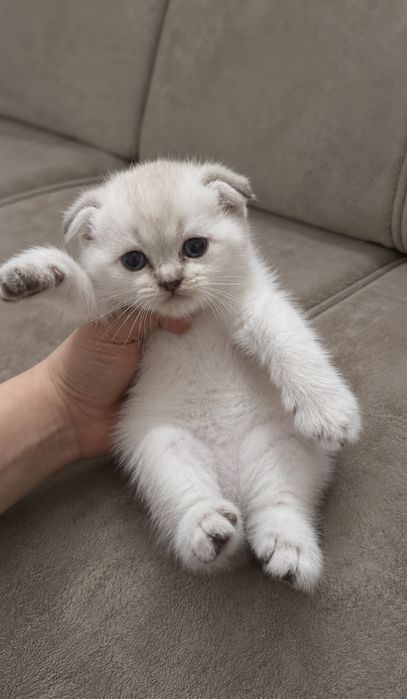 Британские котята