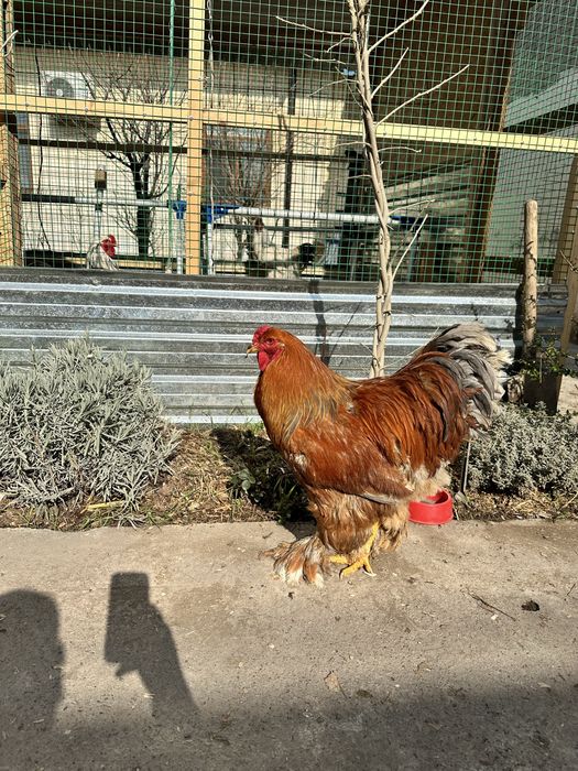 Петухи. Хурозла. Брама. Большие! Красивые!