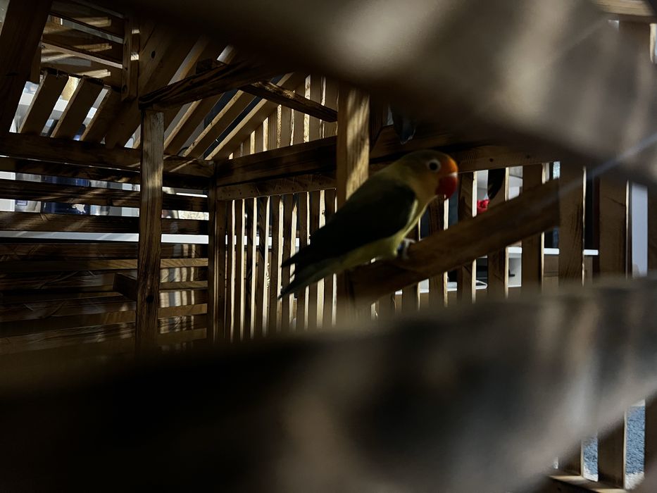 Colivi de vânzare pe orice dimensiuni